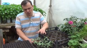 БАЗИЛИК-выращивание базилика рассадой!