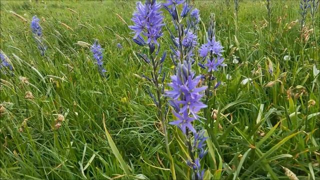 Camassia quamash (common camas) }/ Blue flowers #18# смотреть онлайн