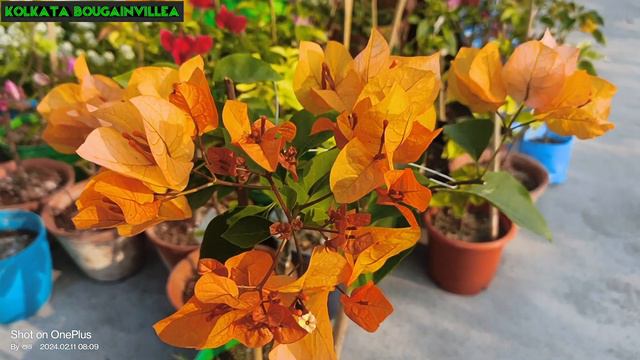 #Adarna_Yellow 💛💛 #Bougainvillea #@@ss 💐💐 смотреть онлайн