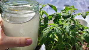 Вношу под любую рассаду - Толстеет на глазах! Рассада из чахлой в Жирную за 1 день! Мощная корневая!