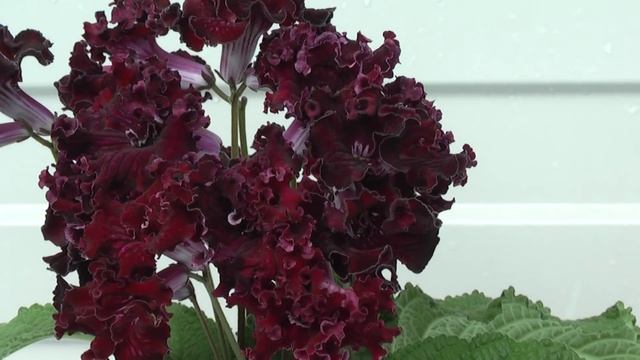 Стрептокарпус DS-Симаргл смотреть онлайн