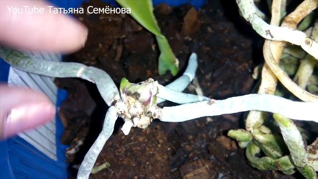 Отголоски зимы. Спасение гниющей орхидеи. Не спешите это выбрасывать. смотреть онлайн