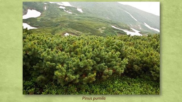 Древесные растения Дальнего Востока смотреть онлайн