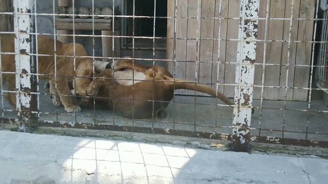 Большая майская прогулка по зоопарку смотреть онлайн