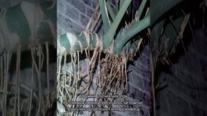 Как пересадить монстеру в домашних условиях