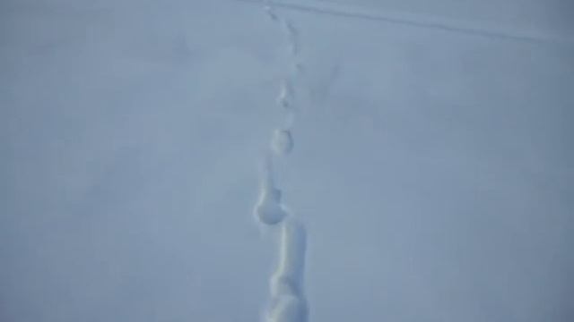 Предновогодние окуни (о. Айдыкуль, конец декабря 2017). смотреть онлайн