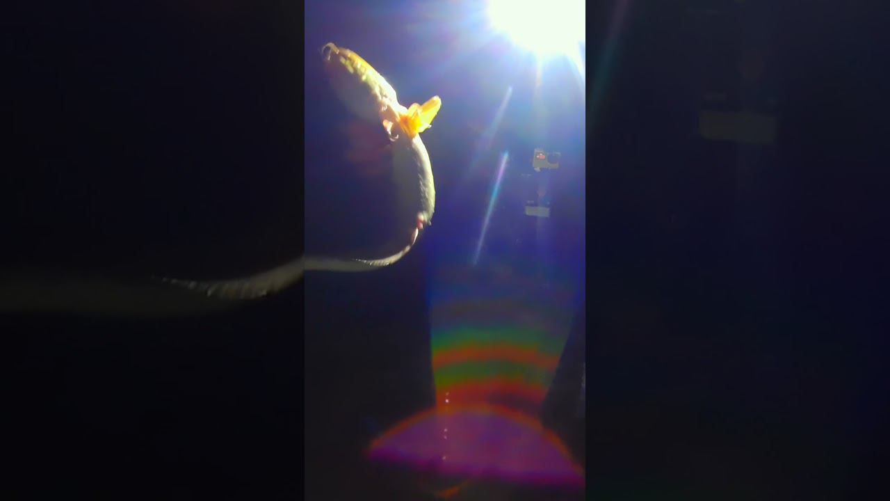 А вы ловите эту рыбу? #shorts смотреть онлайн