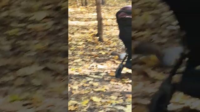 Белки поменяли шубки смотреть онлайн