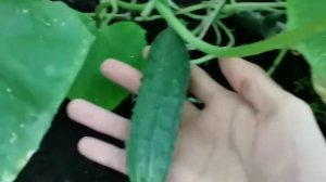 Огурец Кураж F1