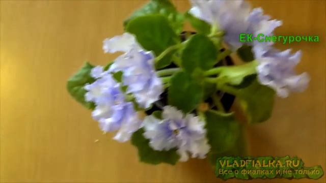 Фиалки (сенполии).ЕК-Алая Мантия. ЕК-Снегурочка