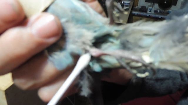 Как мы Валерочке лапку лечим / Травма - гель (Travma-gel) для попугая / Травма лапы лечение птицы смотреть онлайн