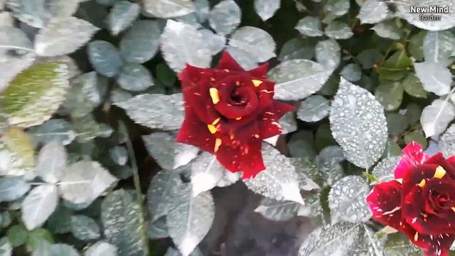 Abracadabra Rose Variety | Rose Abracadabra смотреть онлайн