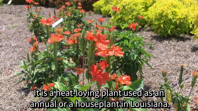 Hammond Highlight of the Month: Crossandra смотреть онлайн