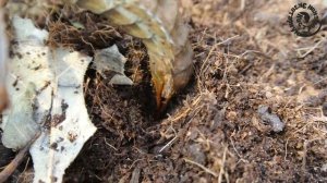 Шипастый новогвинейский палочник. Откладка яиц