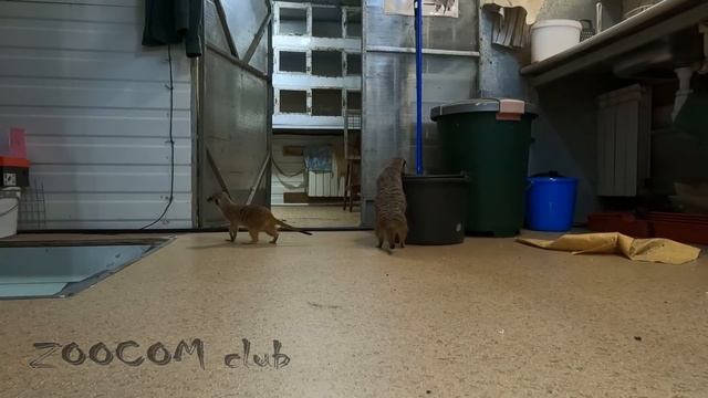 Сурикаты Пряник и Малышка перед стеклянной стеной. Meerkats on the loose! Engl subs смотреть онлайн