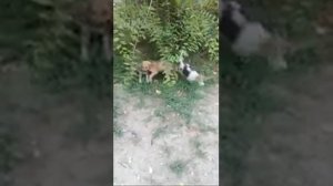 Собачьи бои двое против одного
