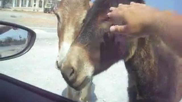 Дикие ослики на Карпасе Кипр продолжение (Wild donkeys in the Karpas) смотреть онлайн