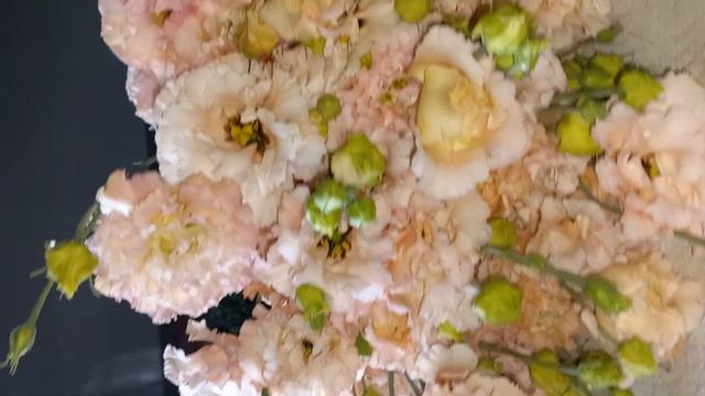 эустома смотреть онлайн