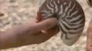 Подводная одиссея команды Кусто