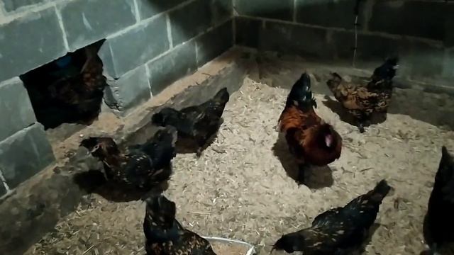 Павловские золотые и новопавловские куры#коврик греющий для цыплят смотреть онлайн