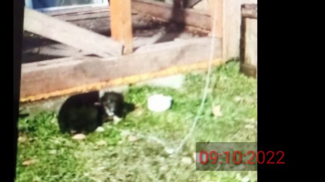 Как менялась Найда за весь свой год жизни? смотреть онлайн