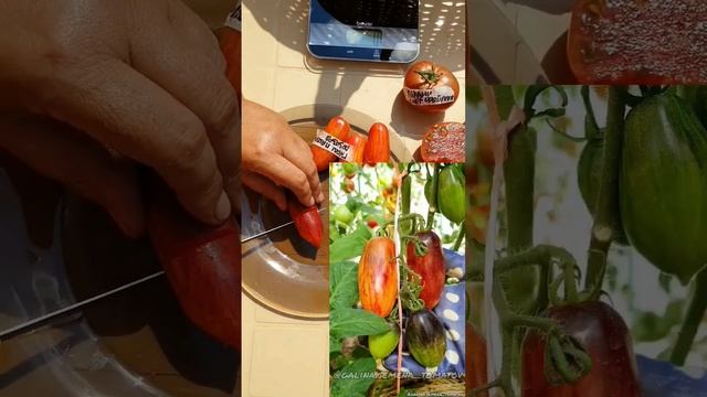 РОЗОВАЯ ПАНТЕРА ГНОМ?ДЕГУСТАЦИЯ #семенатоматов #томаты #dwarf#помидоры #огород #огороднаподоконнике смотреть онлайн