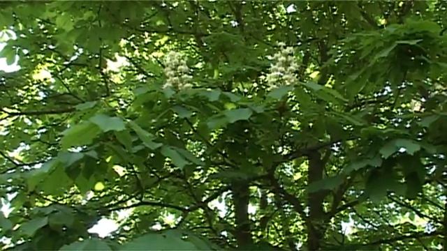 ТГАТУ АРХИВ Виды и природа университета 2016 г. смотреть онлайн