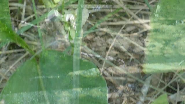 Родник и лес_Тарас-й р-н РО_20.05.2024 смотреть онлайн