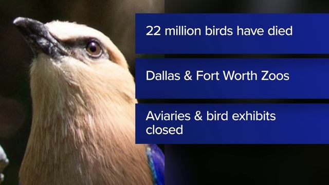 Dallas, Fort Worth zoos removing African penguins, flamingos, other birds amid threat of avian flu смотреть онлайн