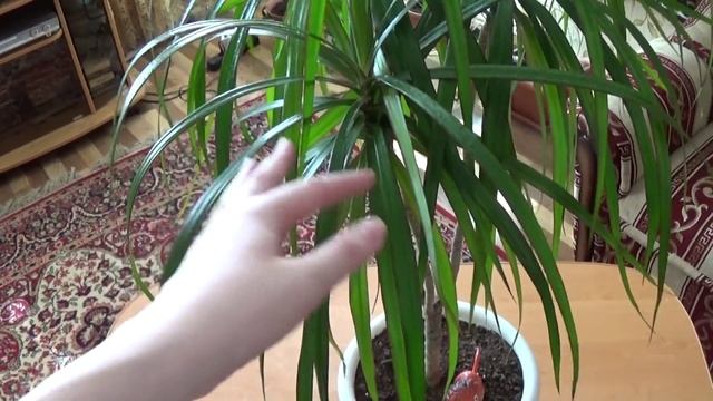 Драцена. Особенности ухода