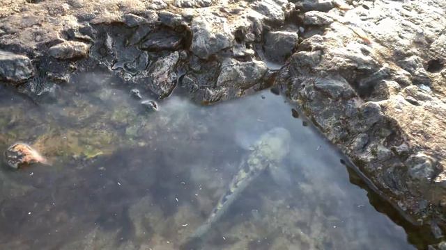 3 января 2024 г. ловля рыбы на Черном море смотреть онлайн