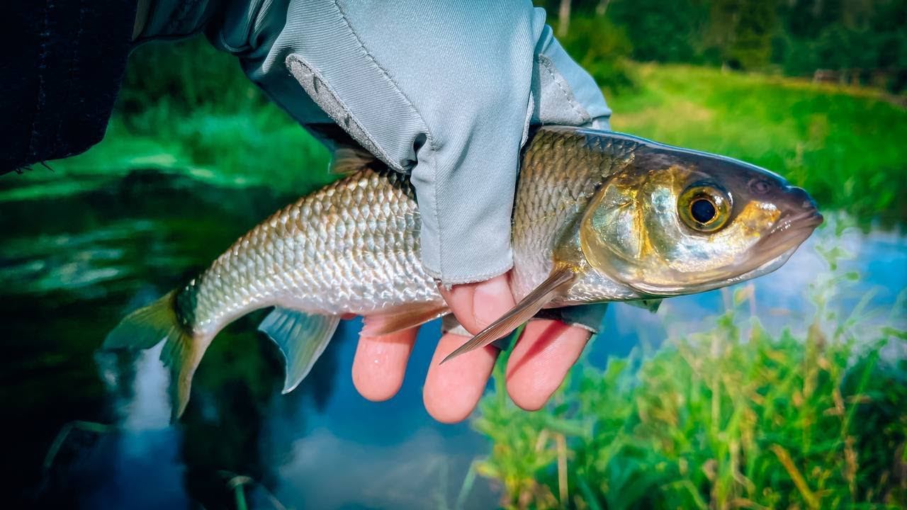 КОГО ЭТО я ПОЙМАЛ? / РЫБАЛКА на СЛОМЕ ПОГОДЫ / КАМБЭК В ЛЕТО №4 смотреть онлайн