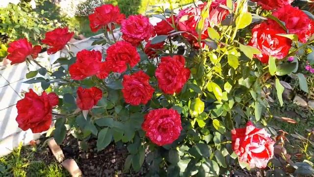 Стойкие к дождю розы_Эн софи пик,Сцент оф вумен,Дип Импрешн,Фальстаф,Ред Интуишн,Парблю и др..mp4 смотреть онлайн