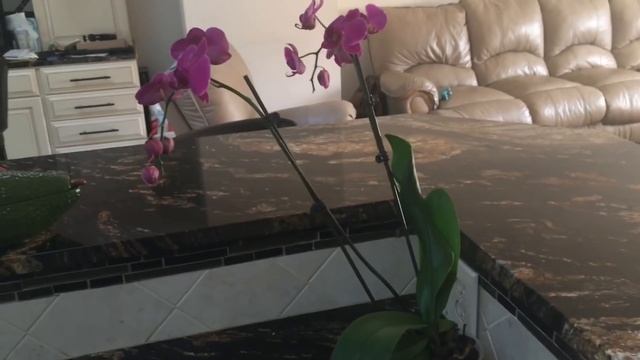 Почему орхидея сбрасывает цветы и бутоны. Мой личный опыт. смотреть онлайн