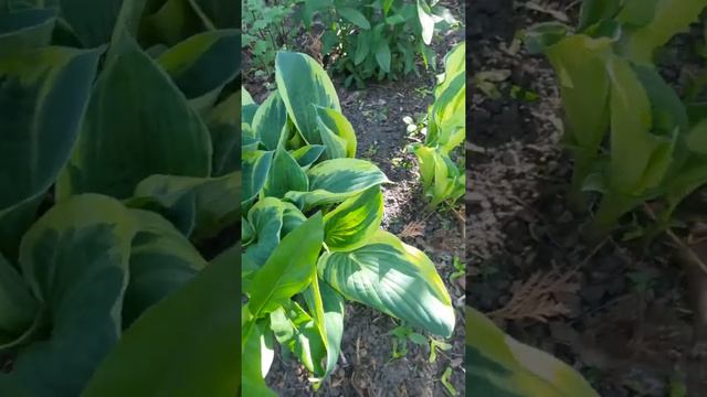 хоста смотреть онлайн