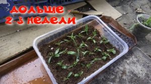 Прищипка и черенкование лобелии