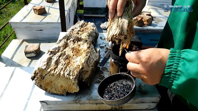 Супер топливо для дымаря! Чем разжечь дымарь гнилушки. Как быстро и просто разжечь дымарь. смотреть онлайн