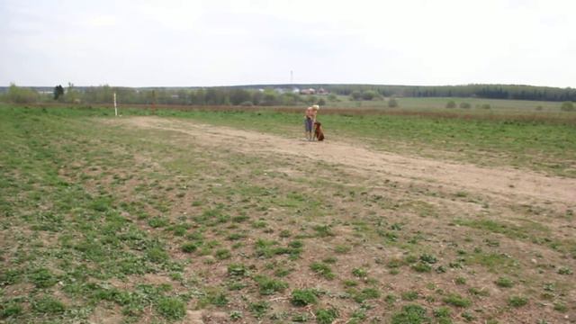 Родезийский риджбек. Игра с мячом. Орси ❤️ смотреть онлайн