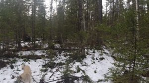 Охота в Глухой Тайге-Один в Лесу-Иду в нижнею Избу -Топим Баню.