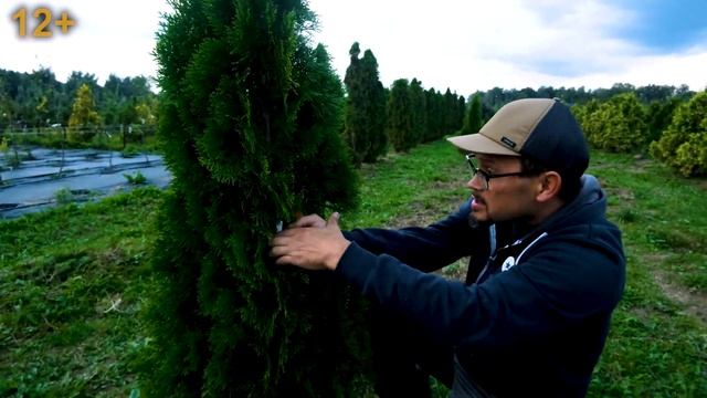 Туя: правильная обрезка. Как сделать, чтобы туя не развалилась под снегом? смотреть онлайн