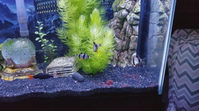 African Leaf Fish and Magic World Planted Tank Update смотреть онлайн