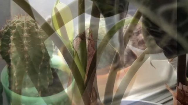 Alokasia flower, 2021 Алоказия цветение смотреть онлайн