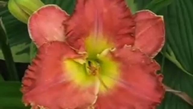 Лилейник daylily PINK ENDURANCE смотреть онлайн