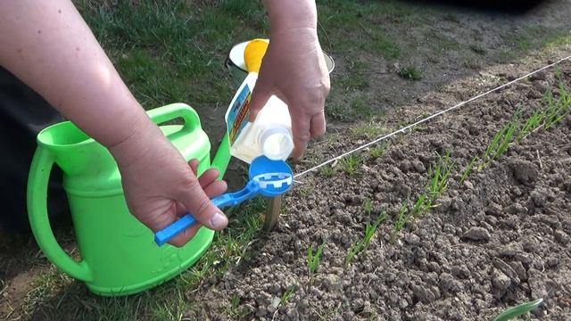 Мои весенние подкормки чеснока и лука. Чем и когда подкормить для большого урожая. Особенности уход смотреть онлайн