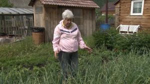 Голова садовая - Обработка озимого чеснока