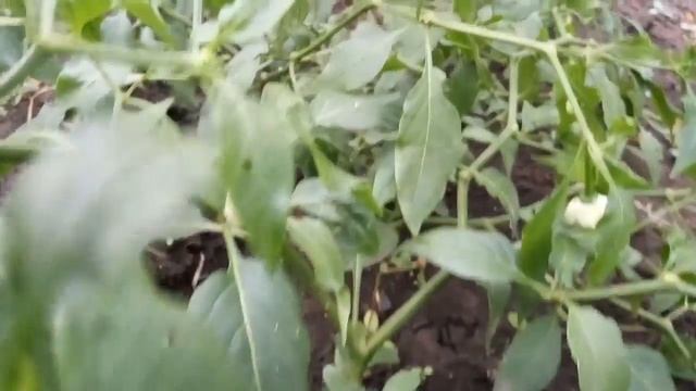 Chilhuacle Negro. Чили-Уакле черный, острый перец с дымным вкусом. смотреть онлайн