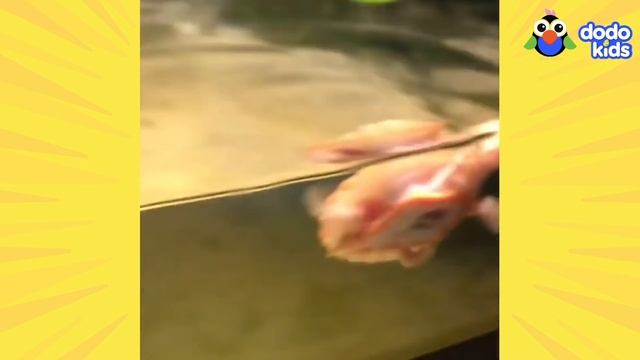 Guy Adopts A Tiny Turtle With A Hole Over Her Heart | Animal Videos For Kids | Dodo Kids смотреть онлайн
