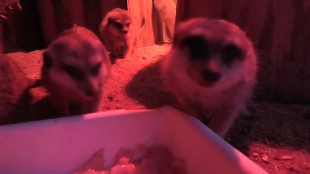 Вы были в "норе" у Сурикатов? Очень впечатляет! Have you been in the "burrow" of the Meerkats? смотреть онлайн