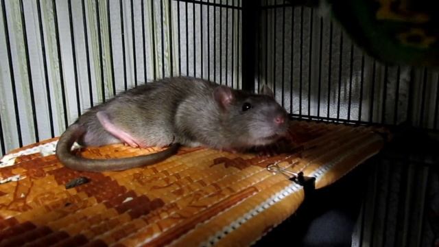 Крысёнок ЛАЙК ЗЕВАЕТ! Наглый пасюк и поэзия, блин. ^_^ (Fancy Rats | Wild Rats) смотреть онлайн