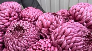 Бокс из хризантем бигуди перед